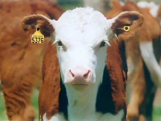 Sheep And Goat RFID Ear Tag Solutions Sheep And Goat RFID Ear Tag Solutions